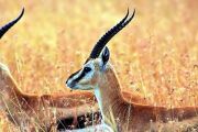 South Africa