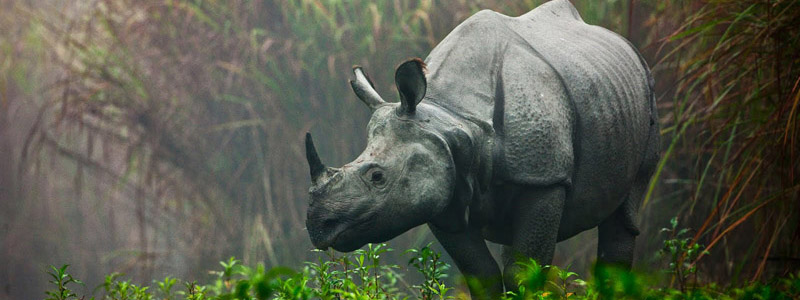 assam