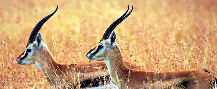 south africa
